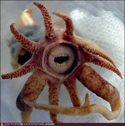 Squid Teeth