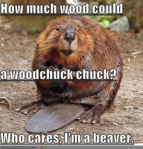 But, What if You WERE a Woodchuck??