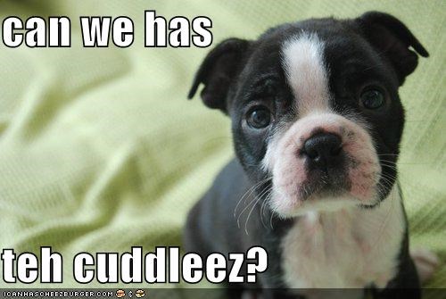 can we has  teh cuddleez?
