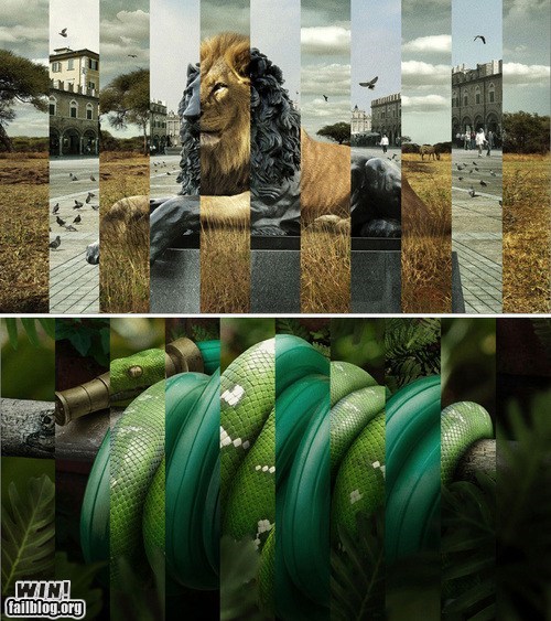 Collage WIN