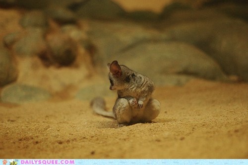 Squee Spree: Galago Double Take