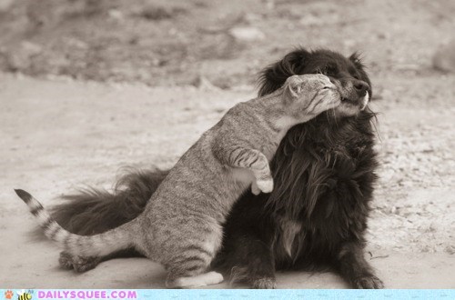 Interspecies Love: Static Electric Love