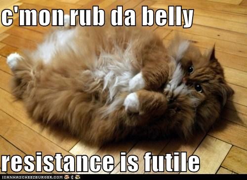 c'mon rub da belly  resistance is futile