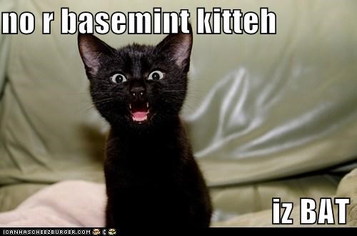 no r basemint kitteh