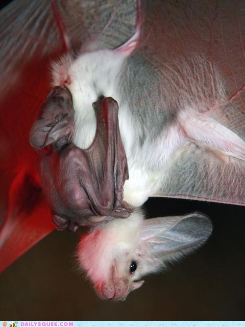 Creepicute: Ghost Bat Pup