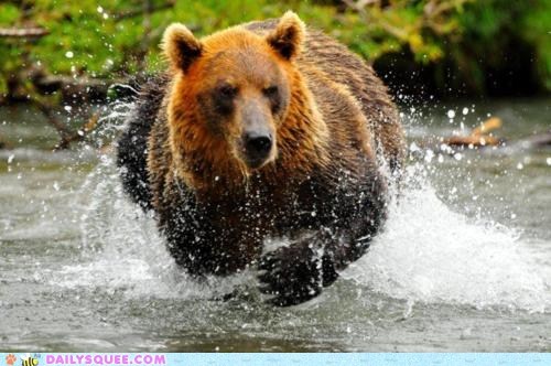 Acting Like Animals: Hoverbear is Hovering