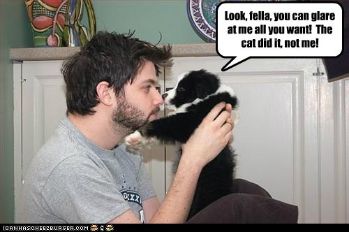 Look, fella, you can glare at me all you want! The cat did it, not me!