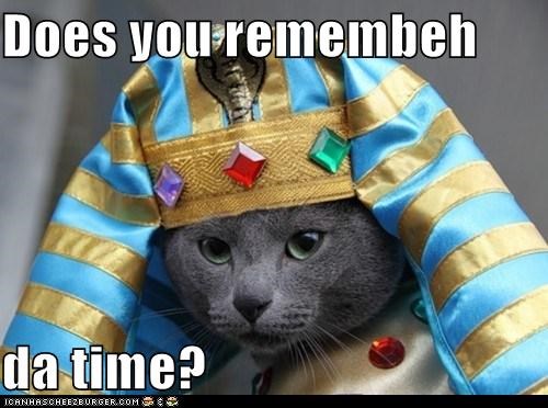 Meowcal Jackson