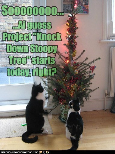 Goes in line with Project Keep Christmas Tree Standing...