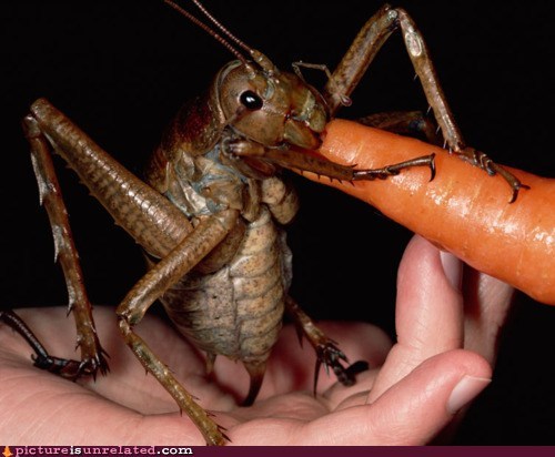 Grasshoppers on a Steady Diet of Small Children