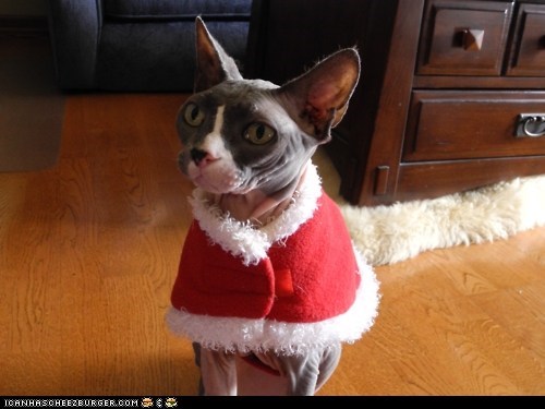Advent Kitteh of teh Day: Iz Alwaiz Sew Kold in Desembur!