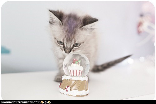 Advent Kitteh of teh Day: Y Doez teh Nom Has Forse Feeld?