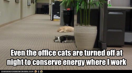 Even the office cats