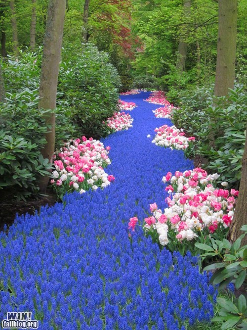 Mother Nature FTW: River of Flowers