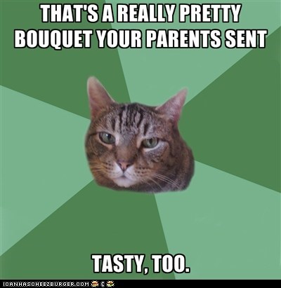 MemeCats: Though I Didn't Care Much for the Baby's Breath