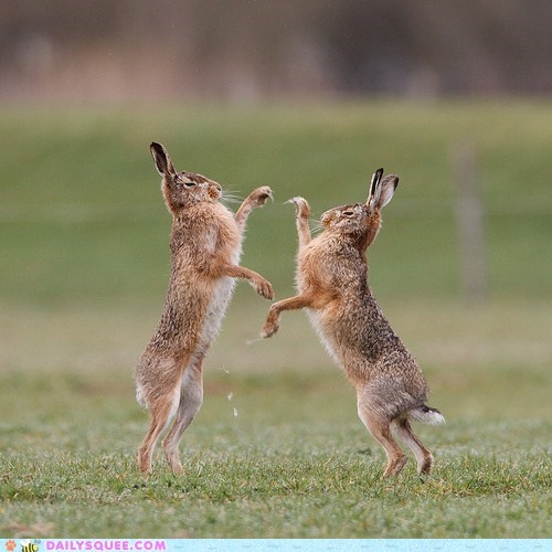 Acting Like Animals CLASSIC: A Hare-Raising Experience