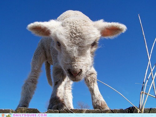 Grumpy Lamb is Grumpy