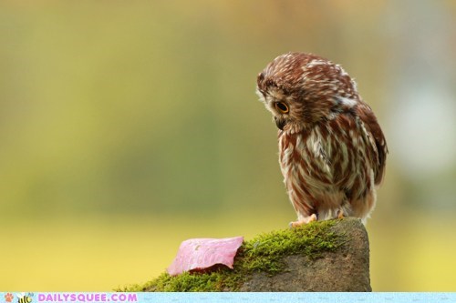 Curiosity Dilated the Owl's Pupils