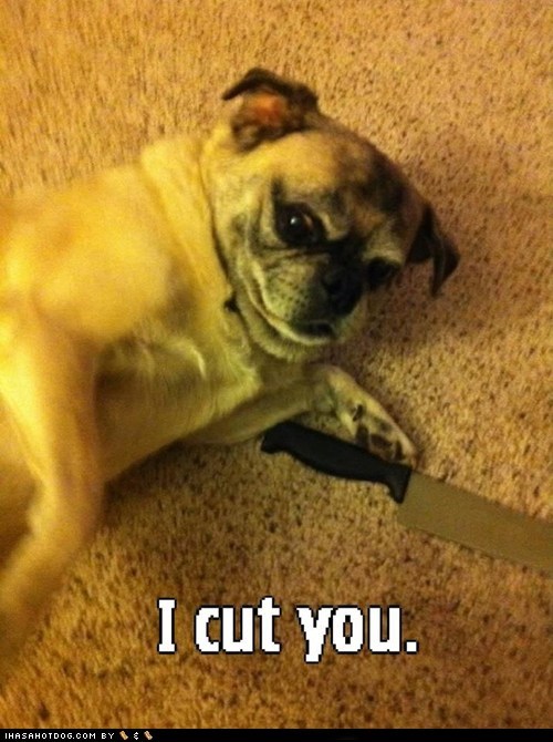Pug Pimpin'