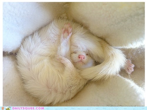 Shock the ferret sleeping