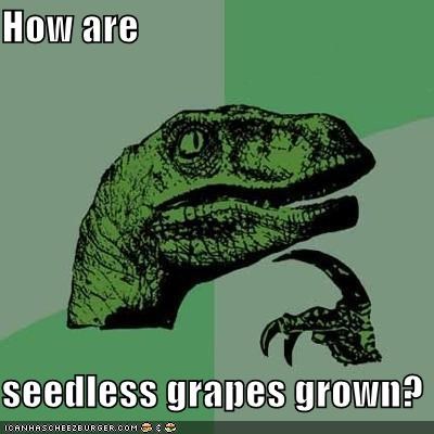 How are  seedless grapes grown?