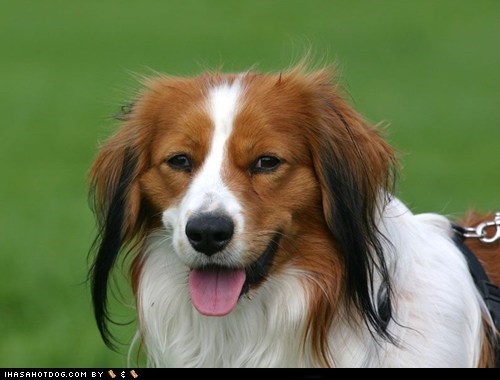 Goggie ob teh Week: Happy Goggie