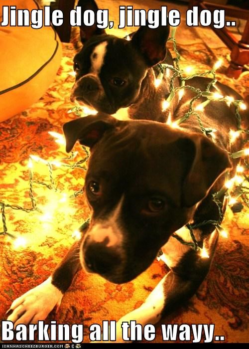 Jingle dog