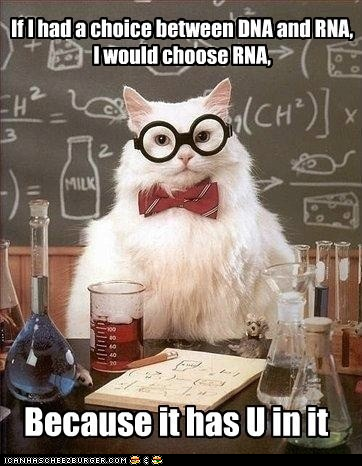 MemeCats: I Love It When You Flirt With Me, Chemistry Cat!