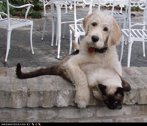 Kittehs R Owr Friends: They're Watching Us...
