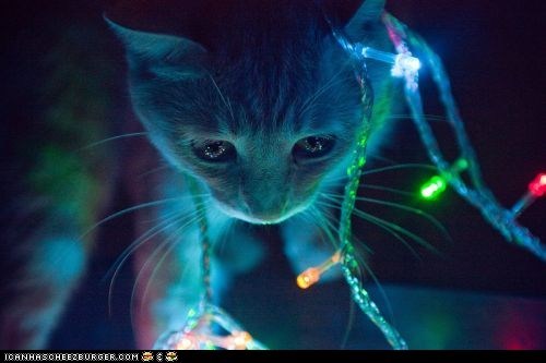 Advent Kitteh of teh Day: The Holiday Glow
