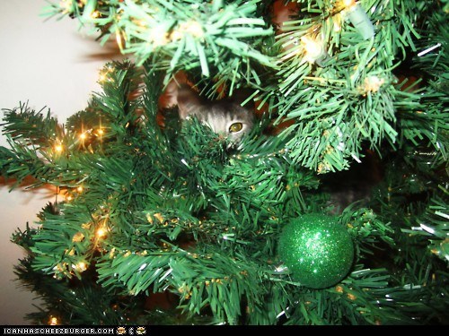 Advent Kitteh of teh Day: Mah Faeborit Ornamintz