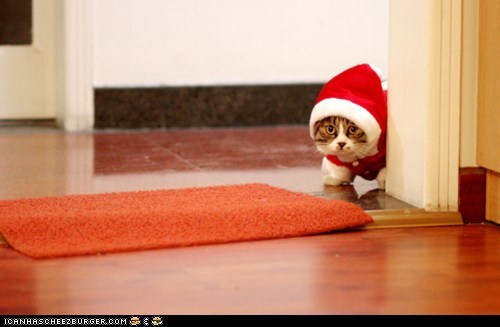Advent Kitteh of teh Day: Christmas Is Just Around the Corner!