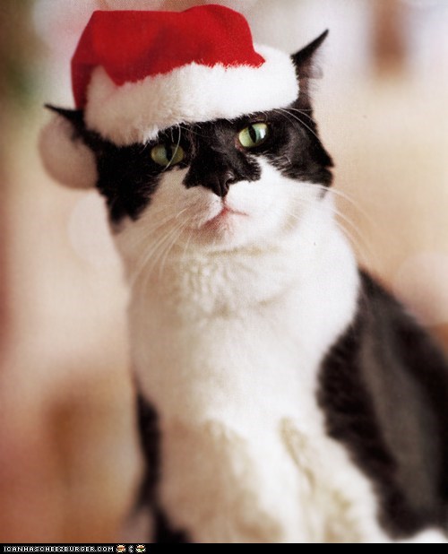 Advent Kitteh of teh Day: I Can Has Milk 'n Cookiez?