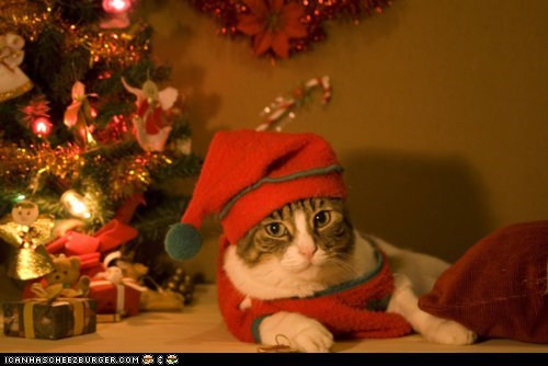 Advent Kitteh of teh Day: Santa's Lil' Helper