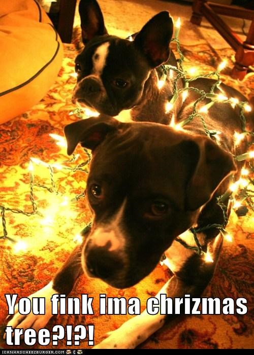 You fink ima chrizmas tree?!?!