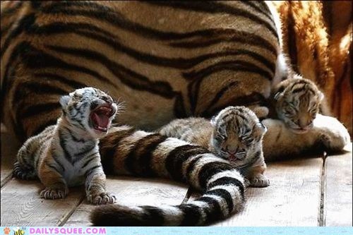 Teeny Tiny Tiger Tots