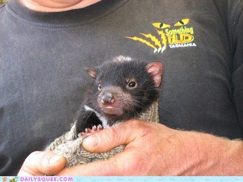Squee Spree: Warm and Fuzzy Devil Joey