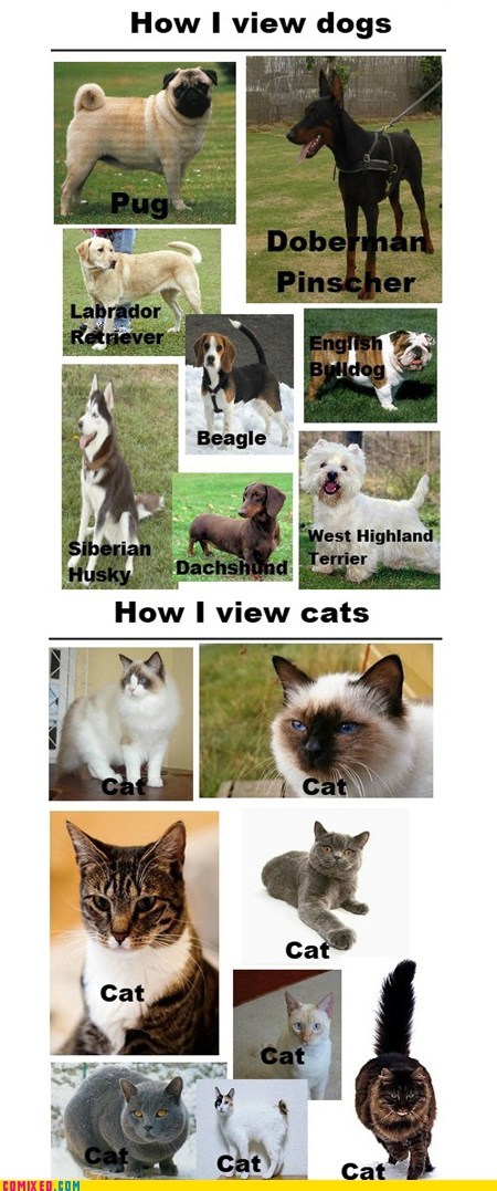 Dogs Vs. Cats