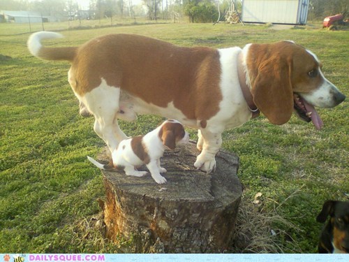 I shall call him.... Mini Me!