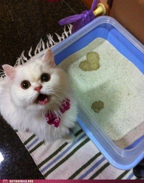 Dating Fails: Warming Your Heart and Your Litter Box
