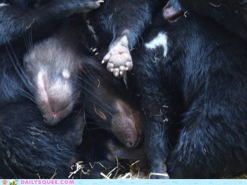 Squee Spree: Tassie Devil Pileup!