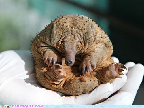 Creepicute: Itty Bitty Echidna Puggle