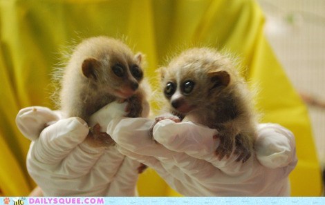Presenting: Two Slow Lorises