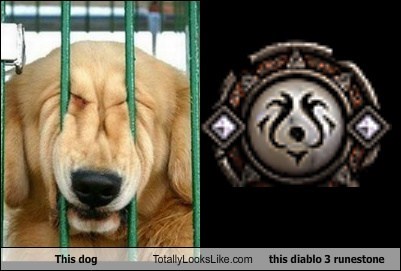This Dog Totally Looks Like This Diablo 3 Runestone
