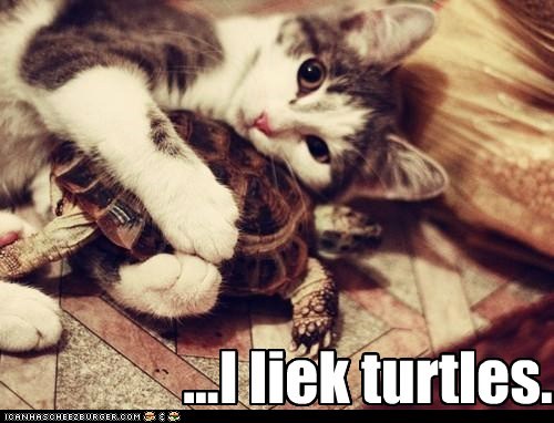 ...I liek turtles.