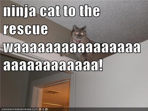 ninja cat to the rescue waaaaaaaaaaaaaaaaaaaaaaaaaaaa!