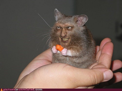 Hamster Wants Your Soul