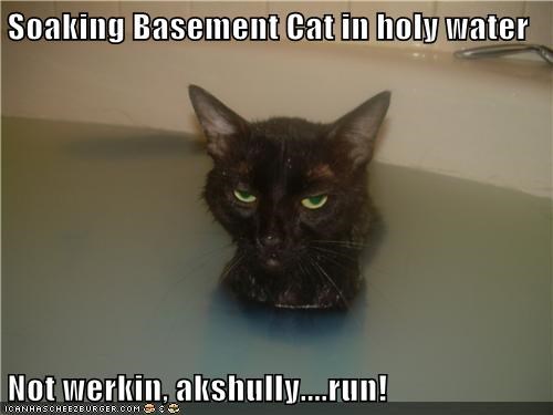 Soaking Basement Cat in holy water  Not werkin, akshully....run!