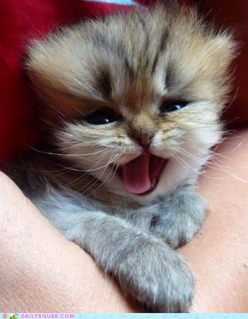 OMG THIS KITTEN.