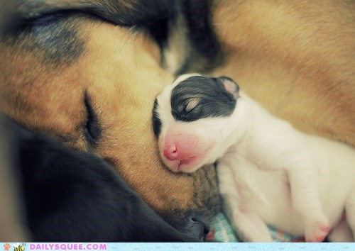 Two-Day-Old Puppy Squee